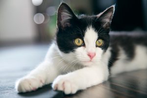 Cepillar a tu gato: ¿cómo, cuándo y por qué? | blackiecat.com