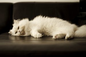 Razones para adoptar a un gato adulto | blackiecat.com