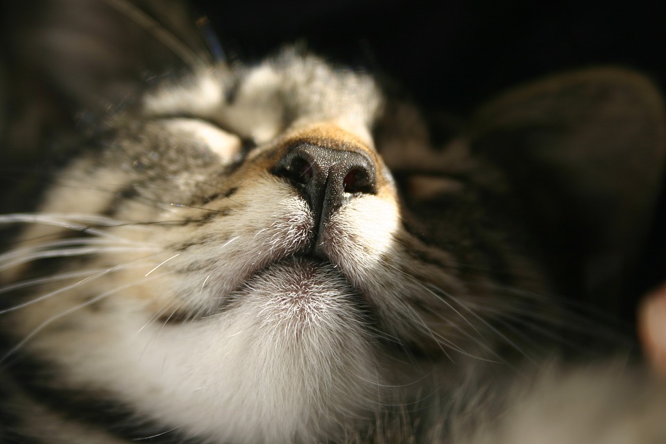El asombroso sentido del olfato de los gatos | blackiecat.com