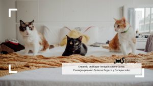 Creando un hogar amigable para gatos: Consejos para un entorno seguro y enriquecedor | blackiecat.com