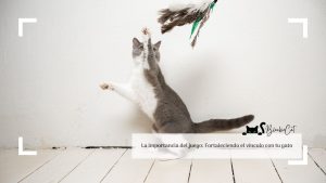 La importancia del juego: Fortaleciendo el vínculo con tu gato | blackiecat.com