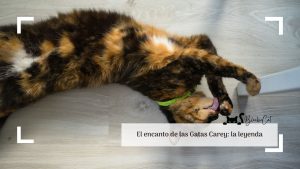 El encanto de las Gatas Carey: la leyenda | blackiecat.com
