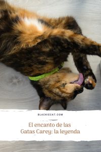 El encanto de las Gatas Carey: la leyenda | blackiecat.com