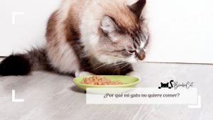 ¿Por qué mi gato no quiere comer? | blackiecat.com
