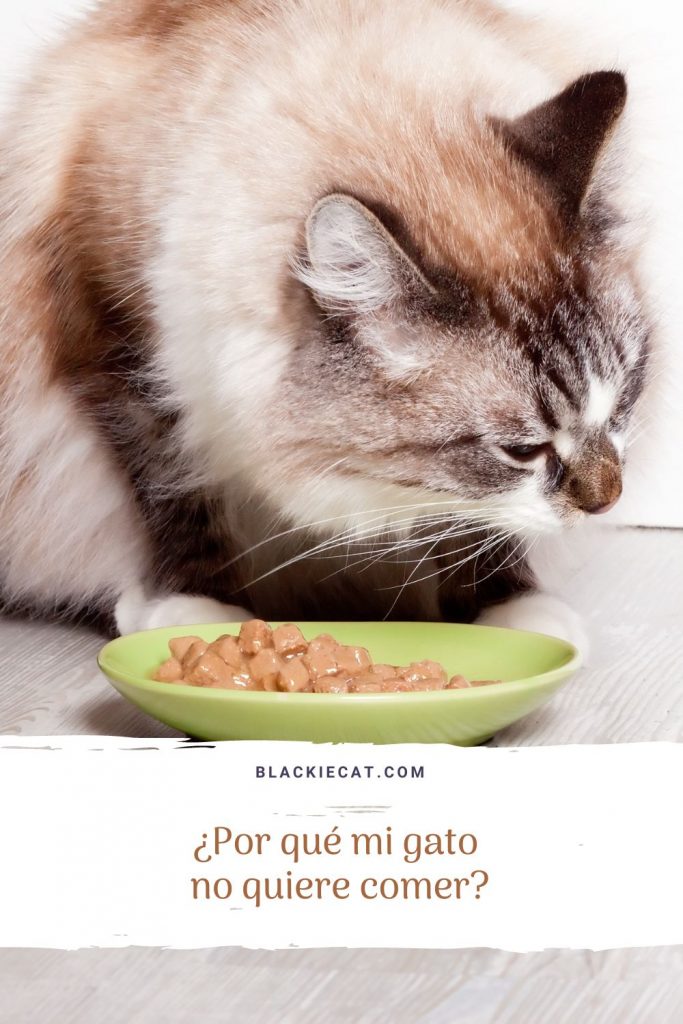 ¿Por qué mi gato no quiere comer? | blackiecat.com
